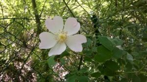 wild rose