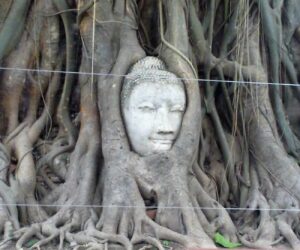 Testa del Buddah nell'albero (2)