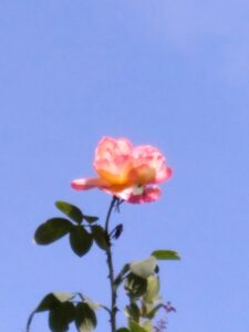 il fiore più bello del giardino