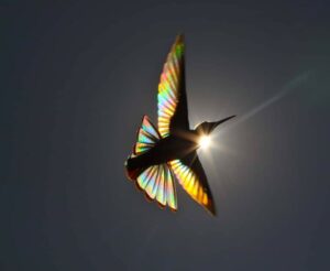 colibrì