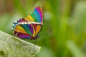 farfalla arcobaleno